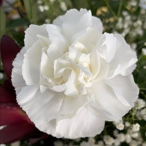 Meet your Posher, Alaina